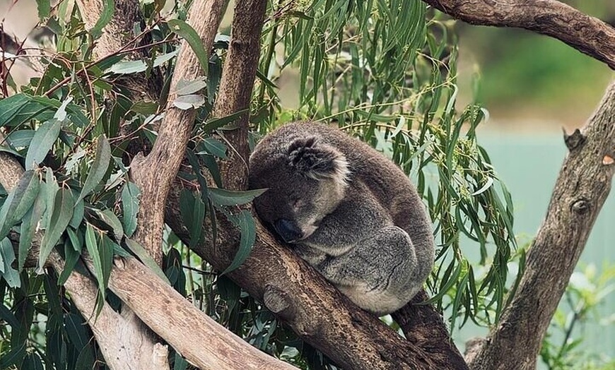Image 21: Private Puffing Billy Steam Train and Healesville Sanctuary Tours