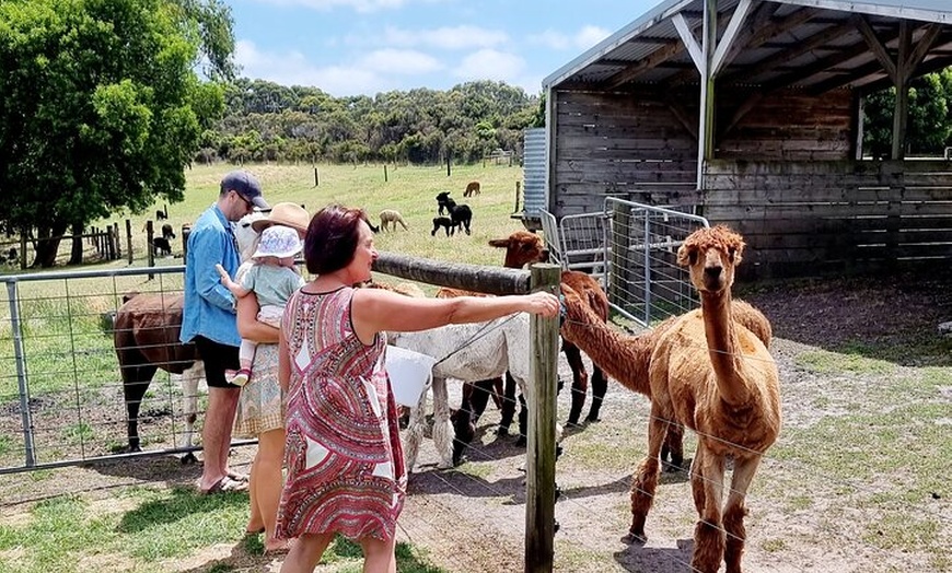 Image 15: Great Ocean Road Private Luxury Tour