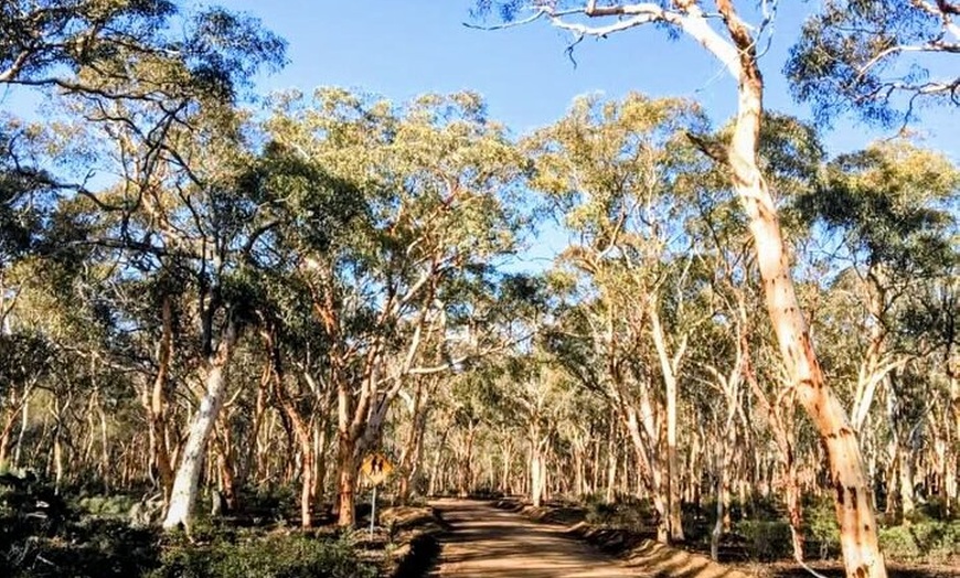 Image 13: Australian Animal Night Safari