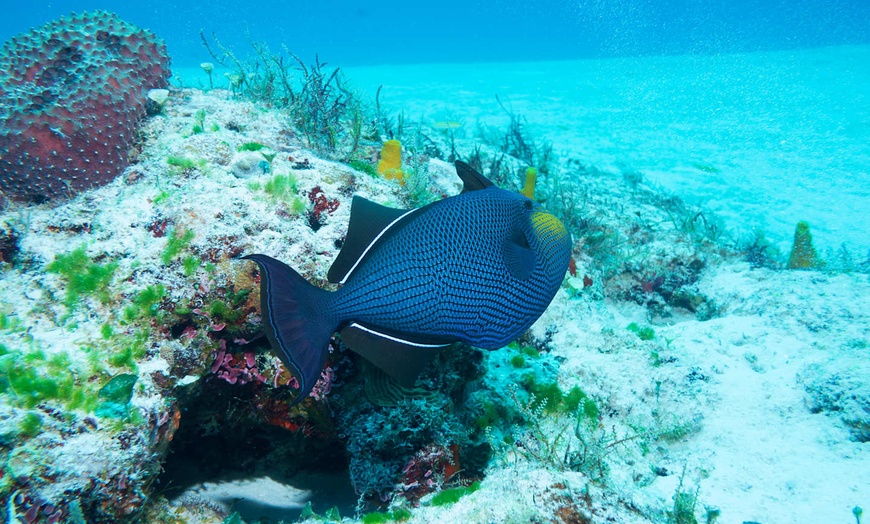 Image 20: ✈ MEXIQUE | Playa del Carmen - Hôtel Hul-Ku & Excursion à Isla Muje...