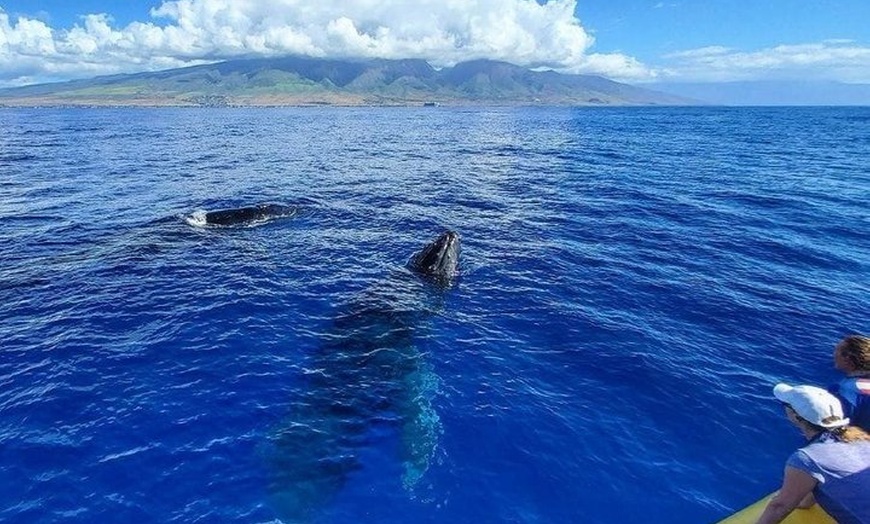 Image 12: Maui Whale Watching: 2-Hour Small Group Raft Tour from Lahaina