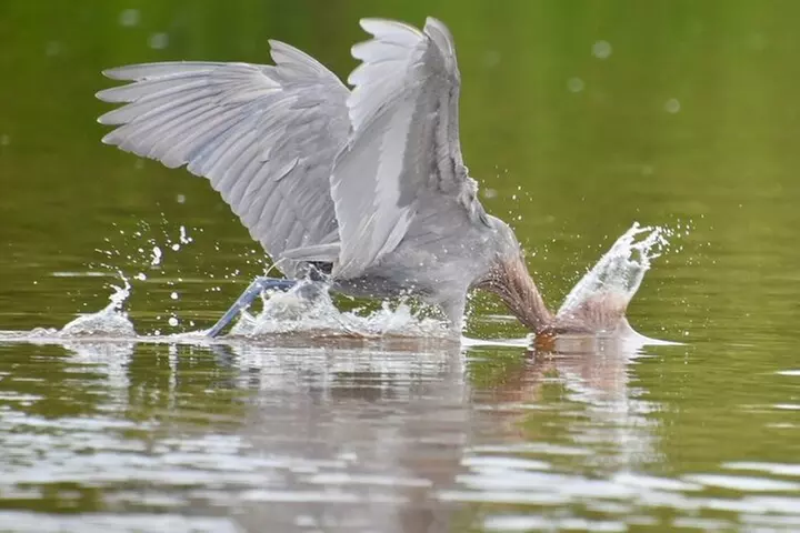 Easy Ride Pedal Kayak Tour Marco Island & Naples (Pedal or Paddle