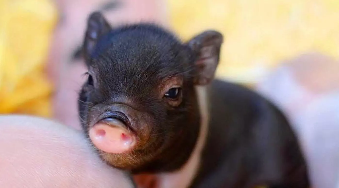Mini Pig Interactive Experience in Norco - Second Medium