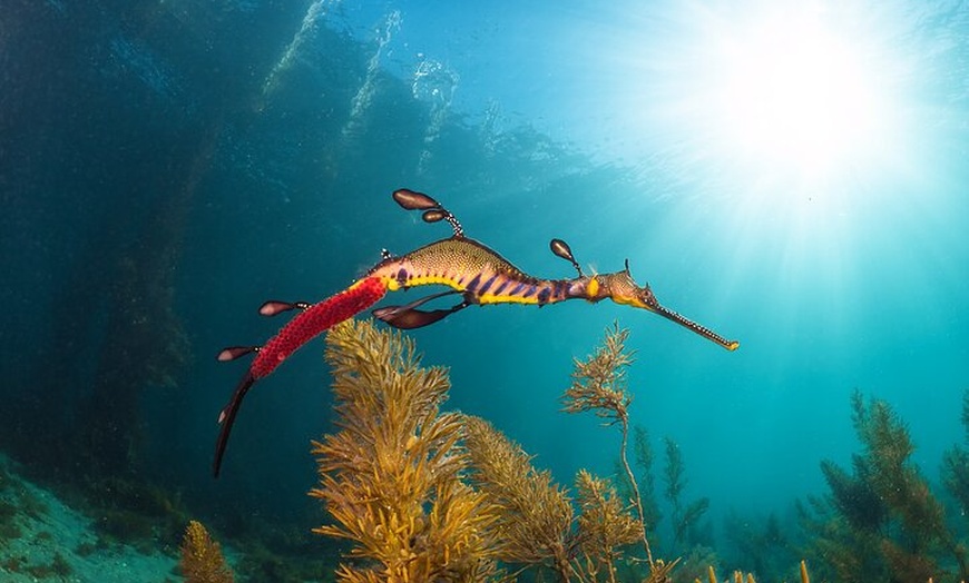 Image 12: 2 hour Seals & Seadragon Swim