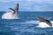 Maui Snorkel Sail Adventure with Lunch and Whale Watching - Second Medium