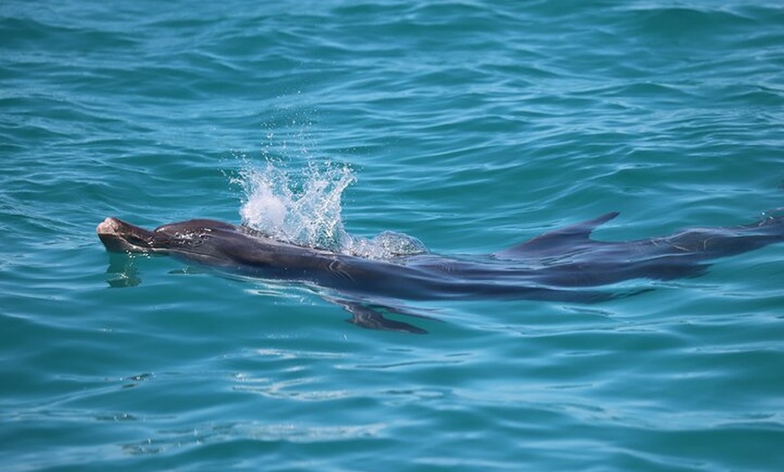 Image 7: Great Sandy Straits Seven Island Ultimate Wildlife Cruise