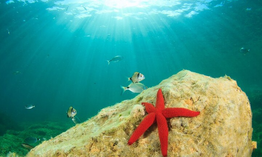 Image 10: Experiencia de buceo con instructor SSI en Cap Formentor