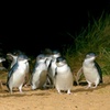 Image 10: Melbourne: Penguin Parade , Koala & Brighton Bathing Boxes