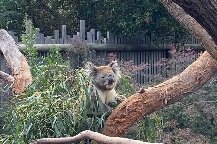 Phillip Island Tour with Spanish Speaking Guide - Image 7