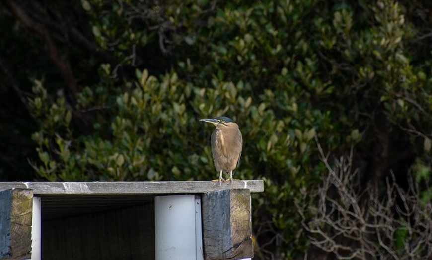 Image 3: Bird Watching Kayak Tour