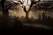 Self-Guided Audio Ghost Tour Through Savannah Shadows - Second Medium