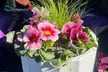 $15 For $30 Toward Plants, Flowers & Gifts - Second Medium