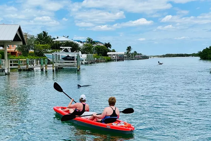 Dolphin and Manatee Adventure Tour of Fort Myers