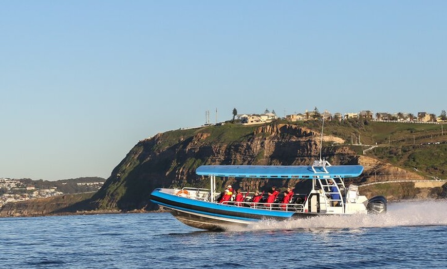 Image 12: Humpback Whale Encounter Tour from Newcastle