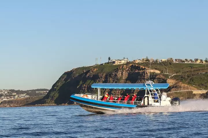 Humpback Whale Encounter Tour from Newcastle