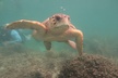 Key West SNUBA Experience - Second Medium