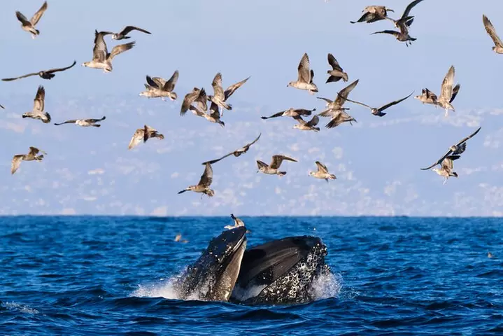 Open Boat Whale Watching