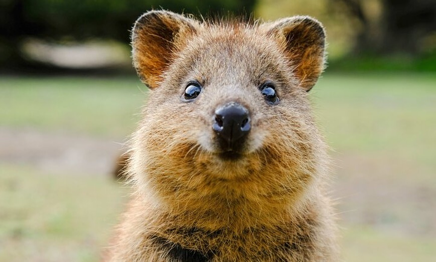 Image 15: Blue Mountains Day Tour -Scenic World, Koalas & Roos (10 ppl MAX)