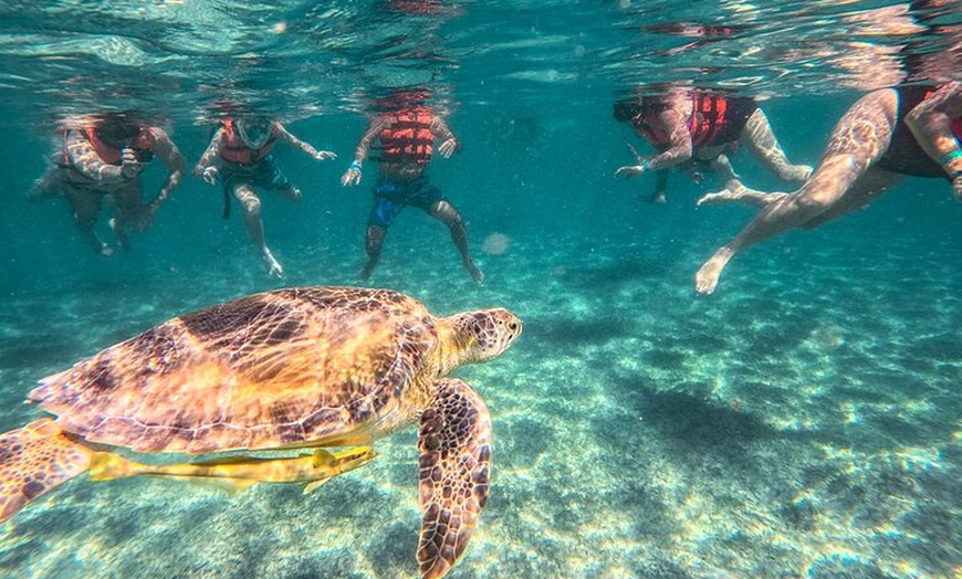 Image 11: Tulum Ruins, Sea Turtles & Cenote Swim Adventure Tour