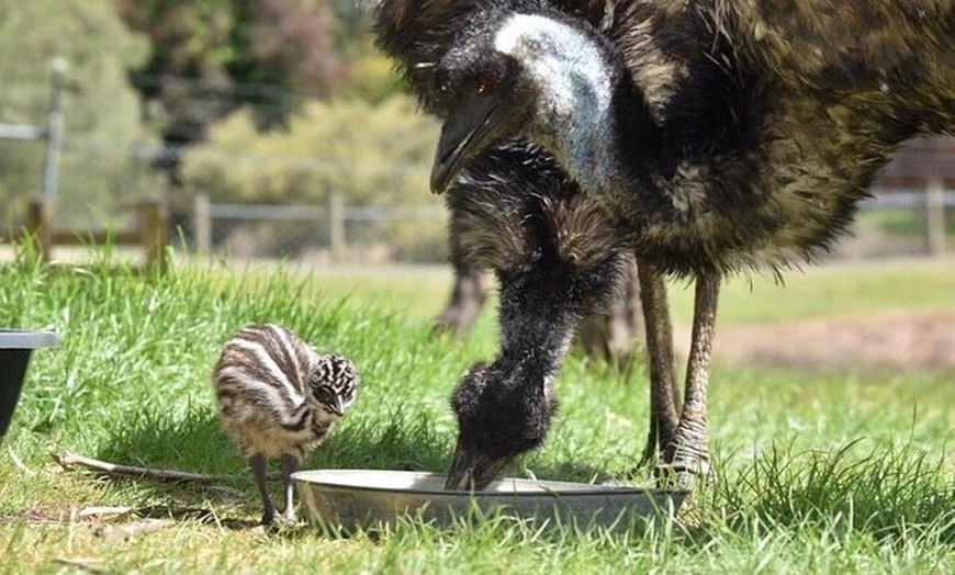 Image 9: Melbourne PRIVATE Penguin Tour Wildlife Tour-Gold Mines Town Tour