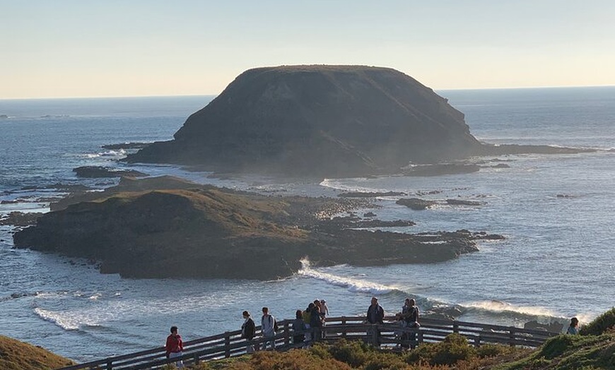 Image 8: Phillip Island Penguin Parade and Wildlife Tour from Melbourne