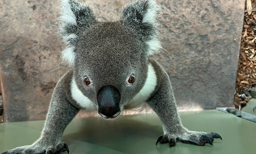 Image 12: South Coast Private Tour & Royal National Park Inc