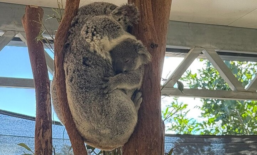 Image 17: Small All Inclusive Blue Mountain,Scenic World,Lunch,Koalas,ferry