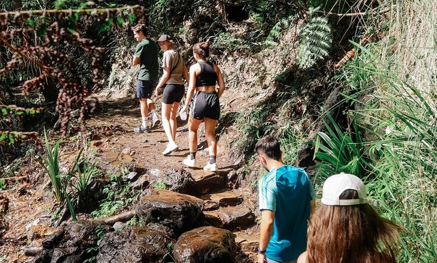 Image 6: Koalas, 6 Springbrook Waterfalls and Natural Bridge Day Tour