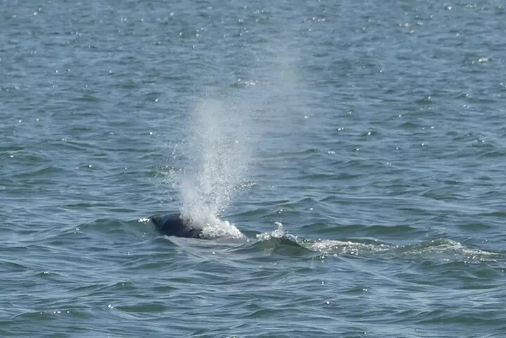 90-Minute Private Dolphin Tour in Hilton Head Island