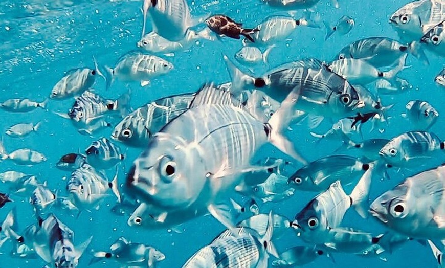 Image 8: Tour privado en barco con patrón