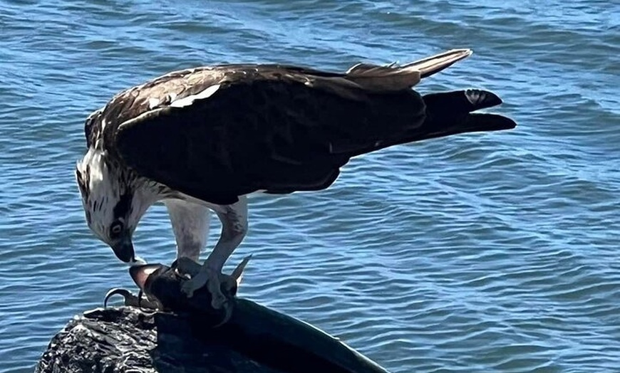 Image 8: Raby Bay Wildlife Kayak Tour