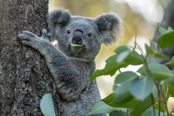 Sydney Taronga Zoo Wild Australia Experience