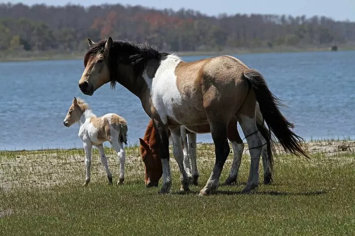 Narrated Tour of Chincoteague, Wild Pony and Nature Cruise - Primary Image