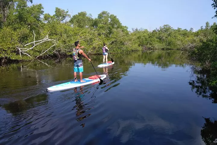Naples Fl, Paddleboard Mangrove Forest Tour