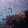 Image 4: Snorkeling To Discover Sydney's Underwater Wonders