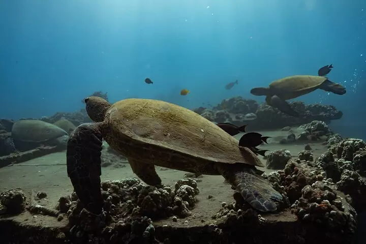 Kayak, Turtle Town Snorkel, Humpback Whale (Turtles Guaranteed)