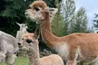 Alpaca Picnic - Immersive Animal Encounter - Seattle Experience - Second Medium