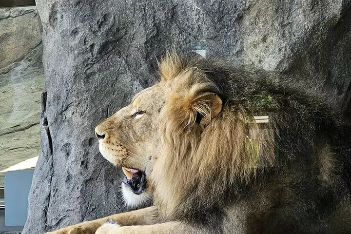 Lincoln Park Nature Museum and Zoo Public Walking Tour