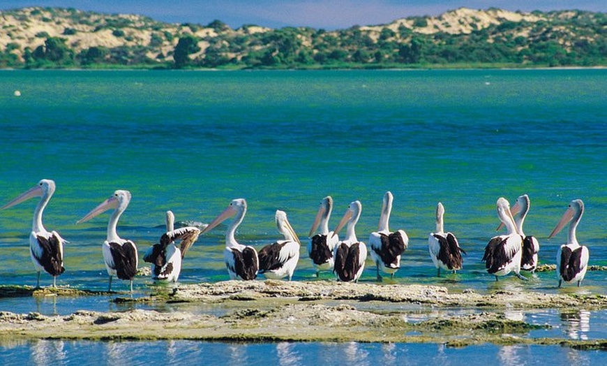 Image 2: Coorong 3.5-Hour Discovery Cruise