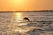 2 hour Dolphin Sightseeing Tour in Melbourne Florida - Second Medium