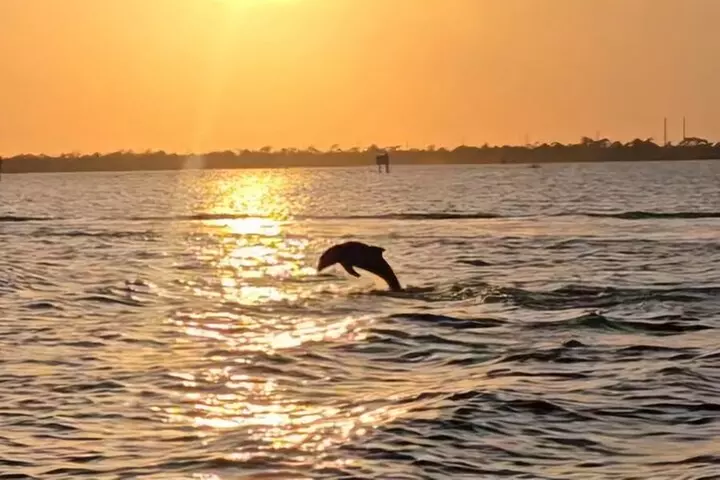 2 hour Dolphin Sightseeing Tour in Melbourne Florida