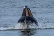 Seastreak New York City Whale Watching Cruise - Second Medium