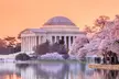 Morning Cherry Blossom Bus Tour with Washington Monument Ticket - Second Medium