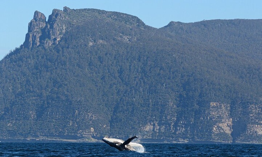 Image 3: Maria Island 3 hours and 30 mins Scenic Cruise