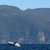 Image 3: Maria Island 3 hours and 30 mins Scenic Cruise