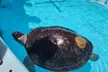Turtle Hospital and Lower Florida Keys Day Trip from Key West - Second Medium