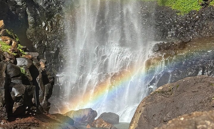 Image 5: Koalas, 6 Springbrook Waterfalls and Natural Bridge Day Tour