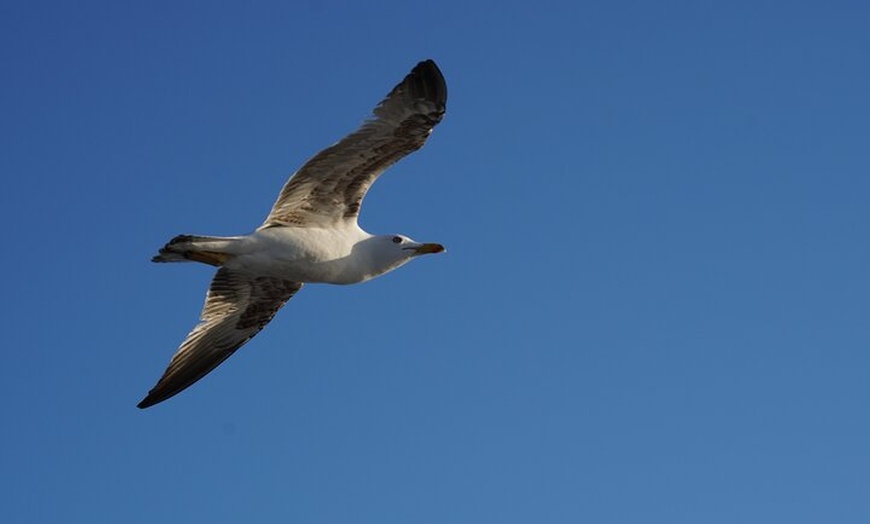 Image 12: Observación de delfines en un pequeño grupo en un barco híbrido sil...