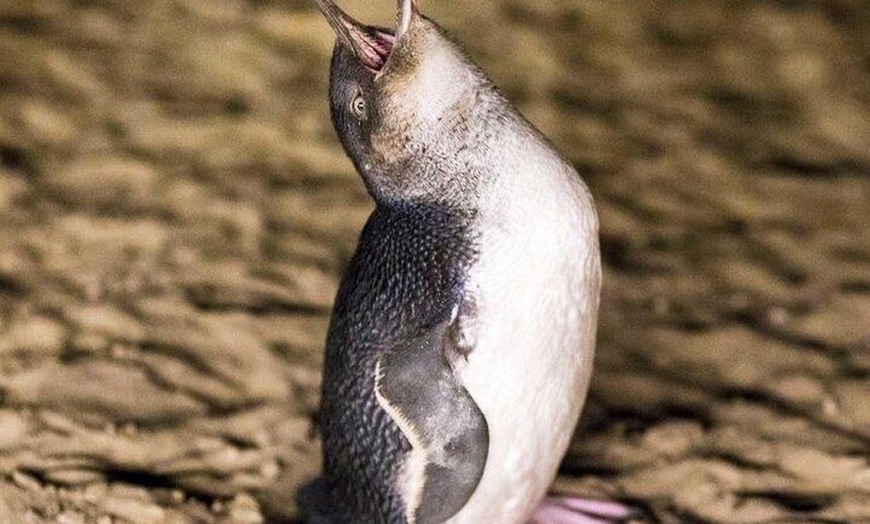 Image 5: Private Melbourne Tour: Phillip Island and Chocolate Factory