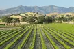 Self Guided Tour of Solvang and Santa Ynez Wine Country - Second Medium